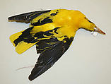 Ornament, feathers, bone, French