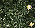 Ensemble, Rudi Gernreich (American (born Austria), Vienna 1922–1985 Los Angeles, California), (a,b,d) cotton
(c) silk, rayon, American