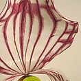"Paphiopedilum Philippinense Orchid", Philip Treacy (Irish, born 1966), silk, synthetic, straw, metal, British