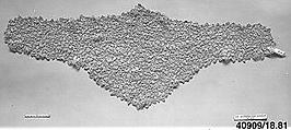 Cap, [no medium available], Irish