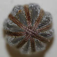 Button, glass, American or European