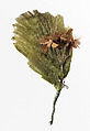 Boutonnière, silk, British