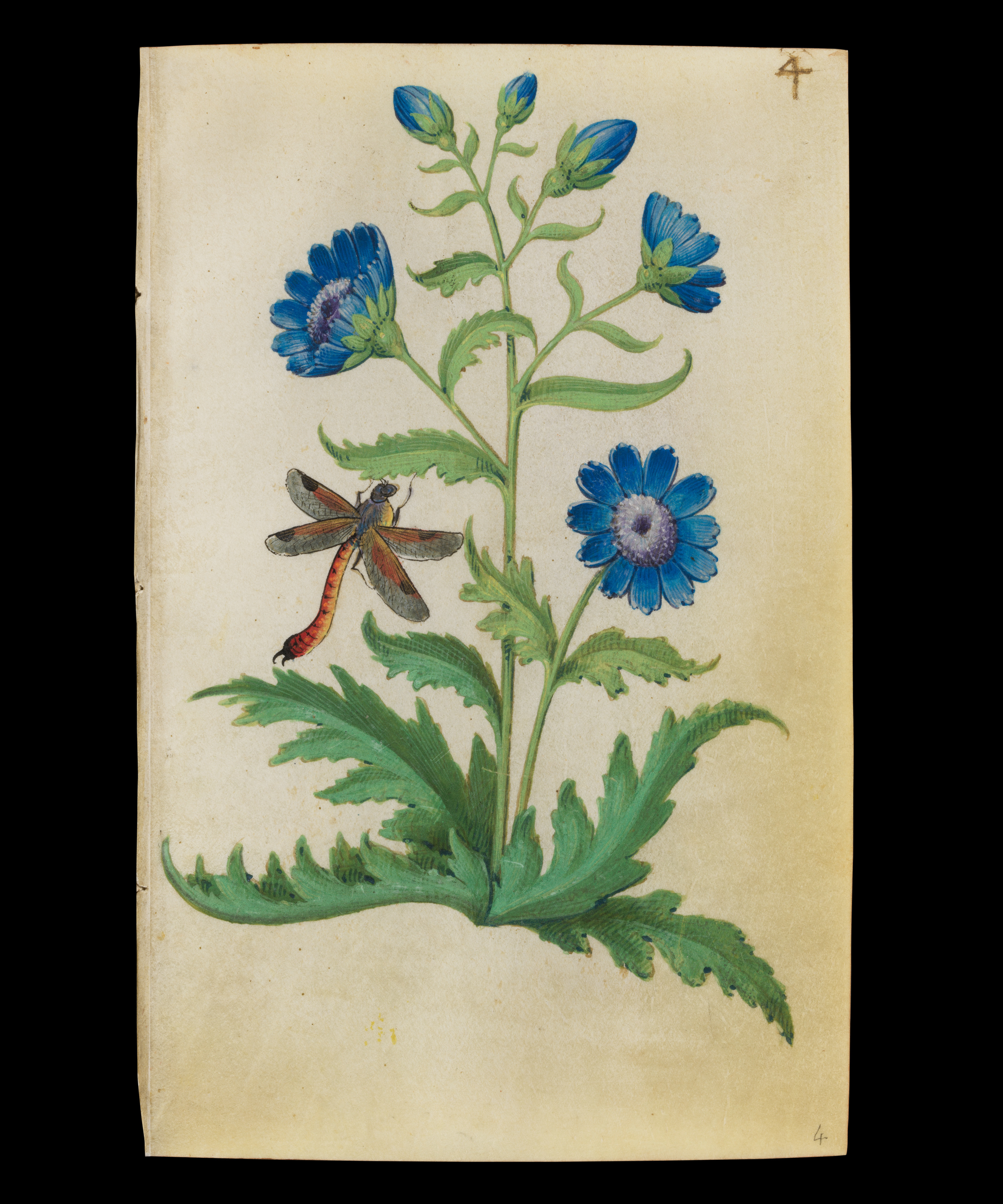 Master of Claude de France | Book of Flower Studies | French | The 