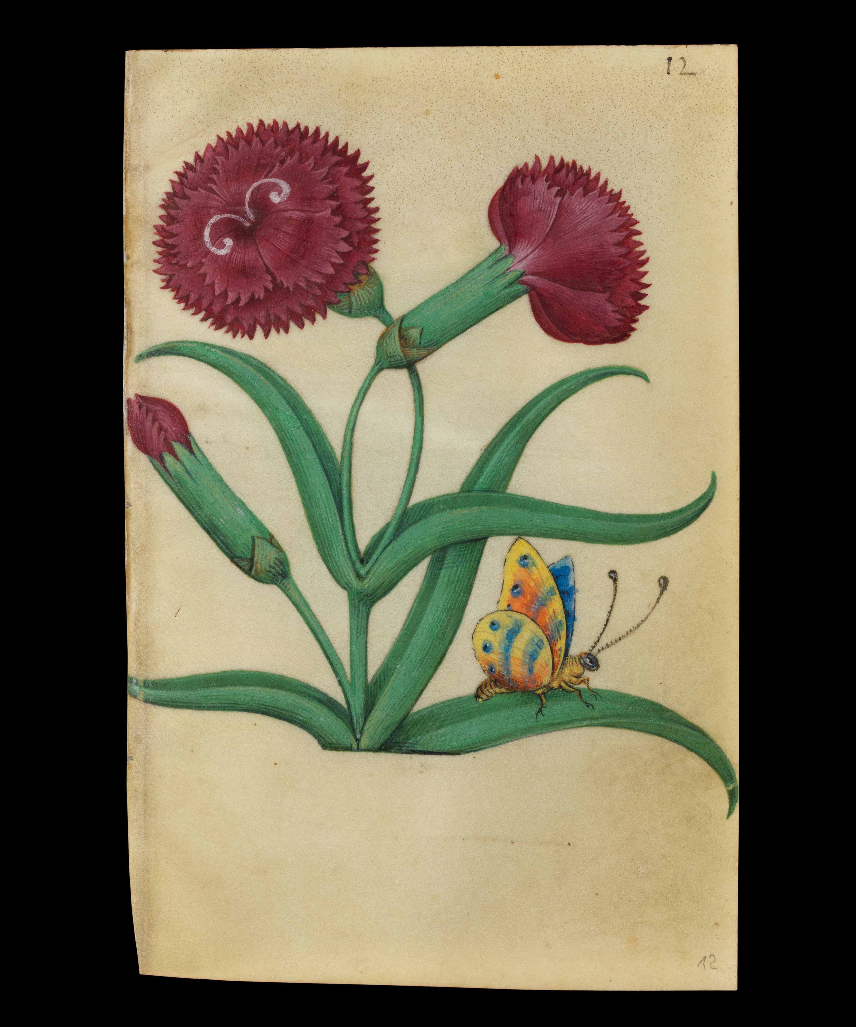 Master of Claude de France | Book of Flower Studies | French | The 