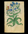 Book of Flower Studies, Master of Claude de France (active from ca.1508–1520), Opaque water color, organic glazes, gold and silver paint, iron and carbon-based ink and charcoal on parchment, French
