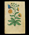 Book of Flower Studies, Master of Claude de France (active from ca.1508–1520), Opaque water color, organic glazes, gold and silver paint, iron and carbon-based ink and charcoal on parchment, French