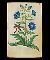 Book of Flower Studies, Master of Claude de France (active from ca.1508–1520), Opaque water color, organic glazes, gold and silver paint, iron and carbon-based ink and charcoal on parchment, French