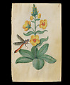 Book of Flower Studies, Master of Claude de France (active from ca.1508–1520), Opaque water color, organic glazes, gold and silver paint, iron and carbon-based ink and charcoal on parchment, French