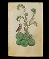 Book of Flower Studies, Master of Claude de France (active from ca.1508–1520), Opaque water color, organic glazes, gold and silver paint, iron and carbon-based ink and charcoal on parchment, French