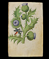 Book of Flower Studies, Master of Claude de France (active from ca.1508–1520), Opaque water color, organic glazes, gold and silver paint, iron and carbon-based ink and charcoal on parchment, French