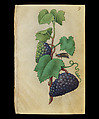 Book of Flower Studies, Master of Claude de France (active from ca.1508–1520), Opaque water color, organic glazes, gold and silver paint, iron and carbon-based ink and charcoal on parchment, French