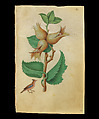 Book of Flower Studies, Master of Claude de France (active from ca.1508–1520), Opaque water color, organic glazes, gold and silver paint, iron and carbon-based ink and charcoal on parchment, French