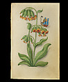 Book of Flower Studies, Master of Claude de France (active from ca.1508–1520), Opaque water color, organic glazes, gold and silver paint, iron and carbon-based ink and charcoal on parchment, French