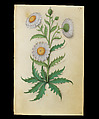 Book of Flower Studies, Master of Claude de France (active from ca.1508–1520), Opaque water color, organic glazes, gold and silver paint, iron and carbon-based ink and charcoal on parchment, French