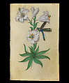 Book of Flower Studies, Master of Claude de France (active from ca.1508–1520), Opaque water color, organic glazes, gold and silver paint, iron and carbon-based ink and charcoal on parchment, French