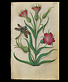 Book of Flower Studies, Master of Claude de France (active from ca.1508–1520), Opaque water color, organic glazes, gold and silver paint, iron and carbon-based ink and charcoal on parchment, French
