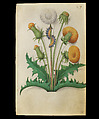 Book of Flower Studies, Master of Claude de France (active from ca.1508–1520), Opaque water color, organic glazes, gold and silver paint, iron and carbon-based ink and charcoal on parchment, French