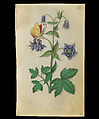 Book of Flower Studies, Master of Claude de France (active from ca.1508–1520), Opaque water color, organic glazes, gold and silver paint, iron and carbon-based ink and charcoal on parchment, French