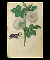 Book of Flower Studies, Master of Claude de France (active from ca.1508–1520), Opaque water color, organic glazes, gold and silver paint, iron and carbon-based ink and charcoal on parchment, French