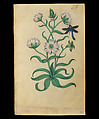 Book of Flower Studies, Master of Claude de France (active from ca.1508–1520), Opaque water color, organic glazes, gold and silver paint, iron and carbon-based ink and charcoal on parchment, French