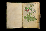 Book of Flower Studies, Master of Claude de France, Opaque water color, organic glazes, gold and silver paint, iron and carbon-based ink and charcoal on parchment, French