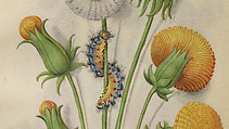 Book of Flower Studies, Master of Claude de France (active from ca.1508–1520), Opaque water color, organic glazes, gold and silver paint, iron and carbon-based ink and charcoal on parchment, French