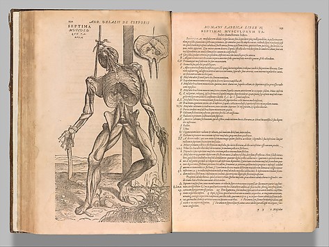 Vesalii  Know more about the Heart