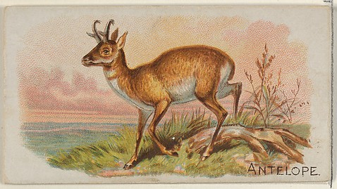 Image for Antelope, from the Quadrupeds series (N21) for Allen &amp; Ginter Cigarettes