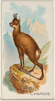 Image for Chamois, from the Quadrupeds series (N21) for Allen &amp; Ginter Cigarettes