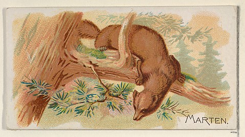 Image for Marten, from the Quadrupeds series (N21) for Allen &amp; Ginter Cigarettes