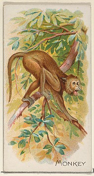 Image for Monkey, from the Quadrupeds series (N21) for Allen &amp; Ginter Cigarettes