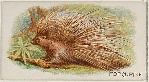 Image for Porcupine, from the Quadrupeds series (N21) for Allen &amp; Ginter Cigarettes