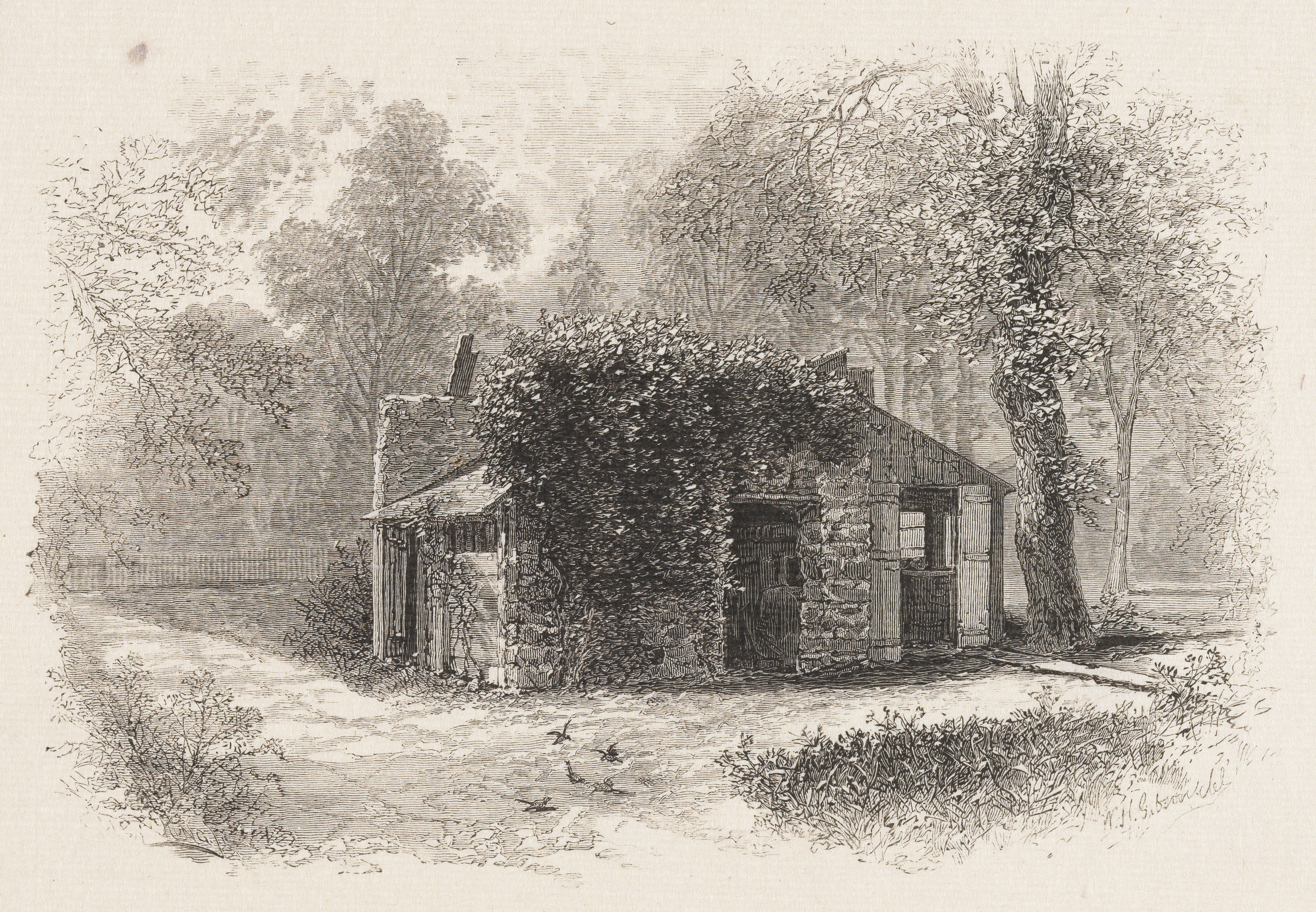 The Cabin
