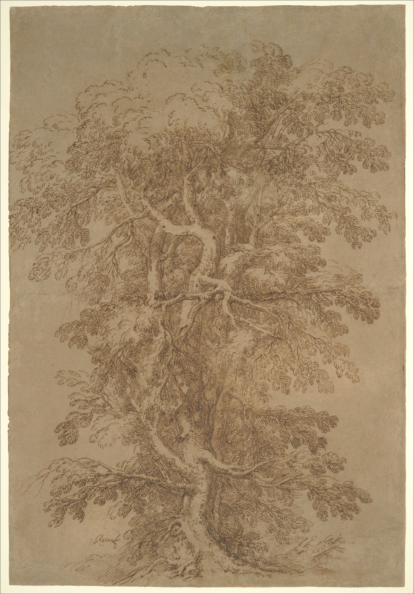 Salvator Rosa | A Large Tree | The Metropolitan Museum of Art