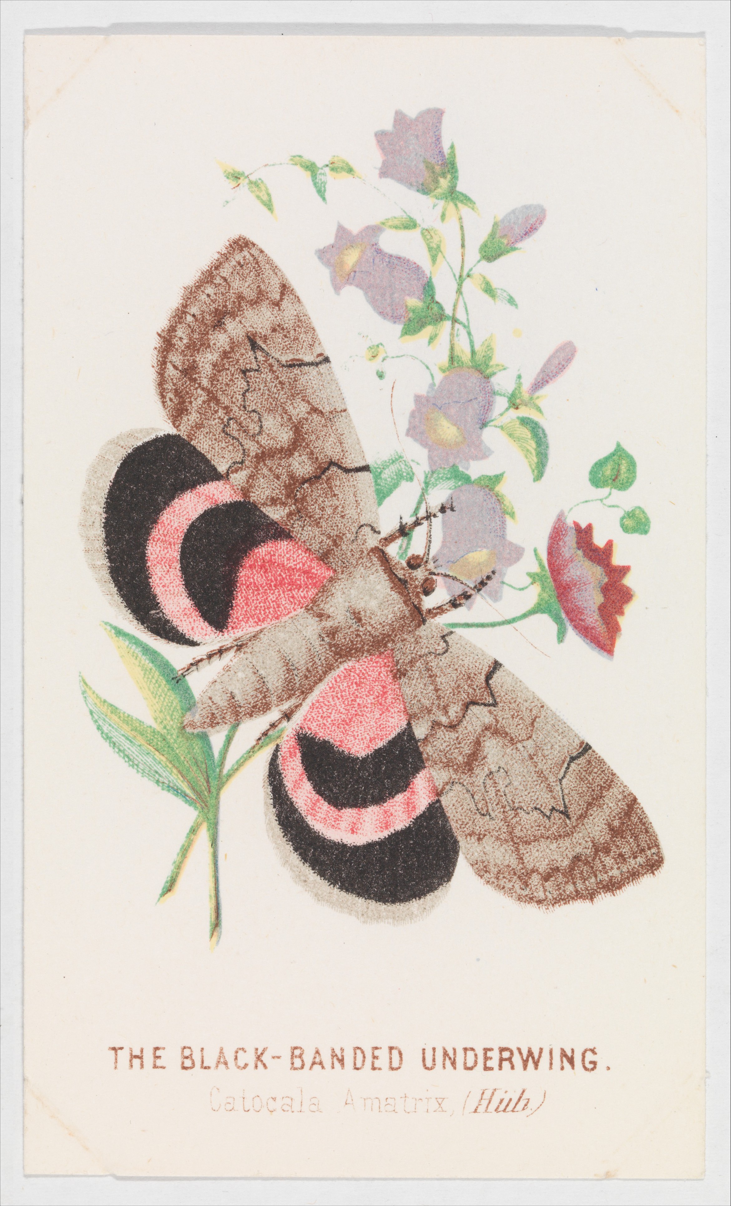 Louis Prang & Co. | The Black-Banded Underwing from The Butterflies and ...