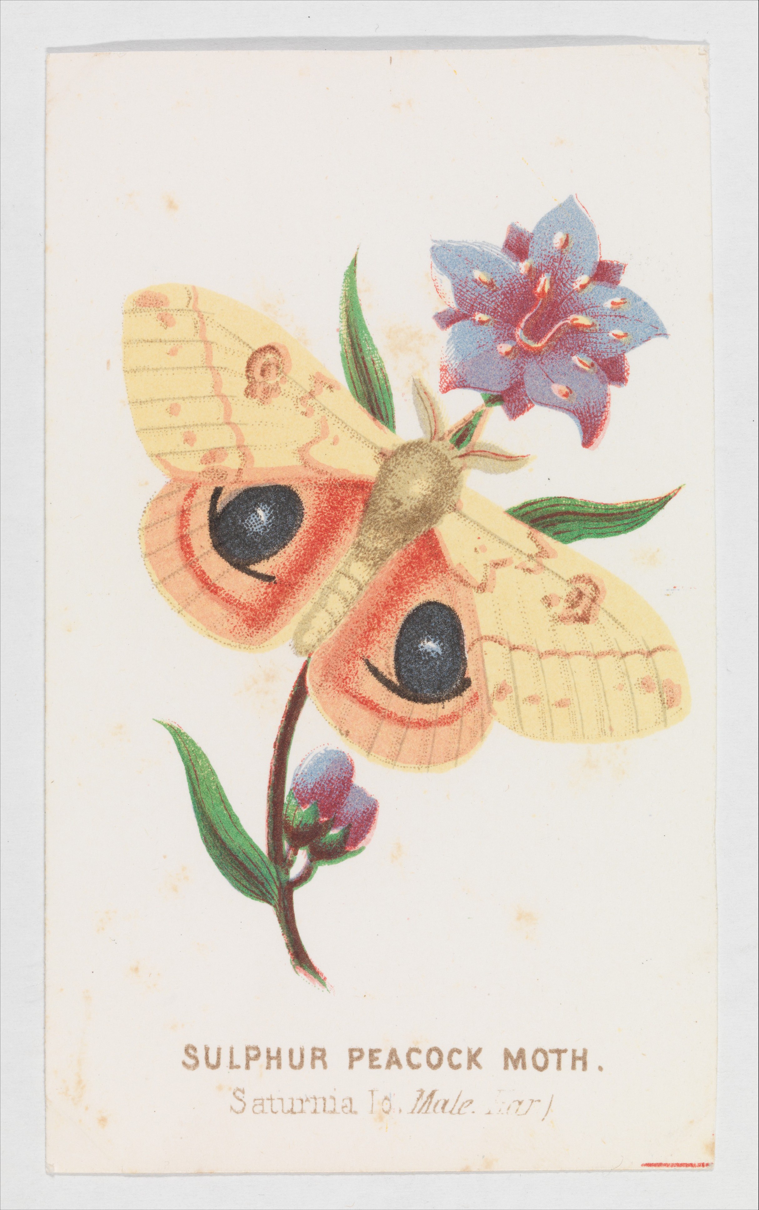 Louis Prang & Co. | Sulfur Peacock Moth from The Butterflies and Moths ...