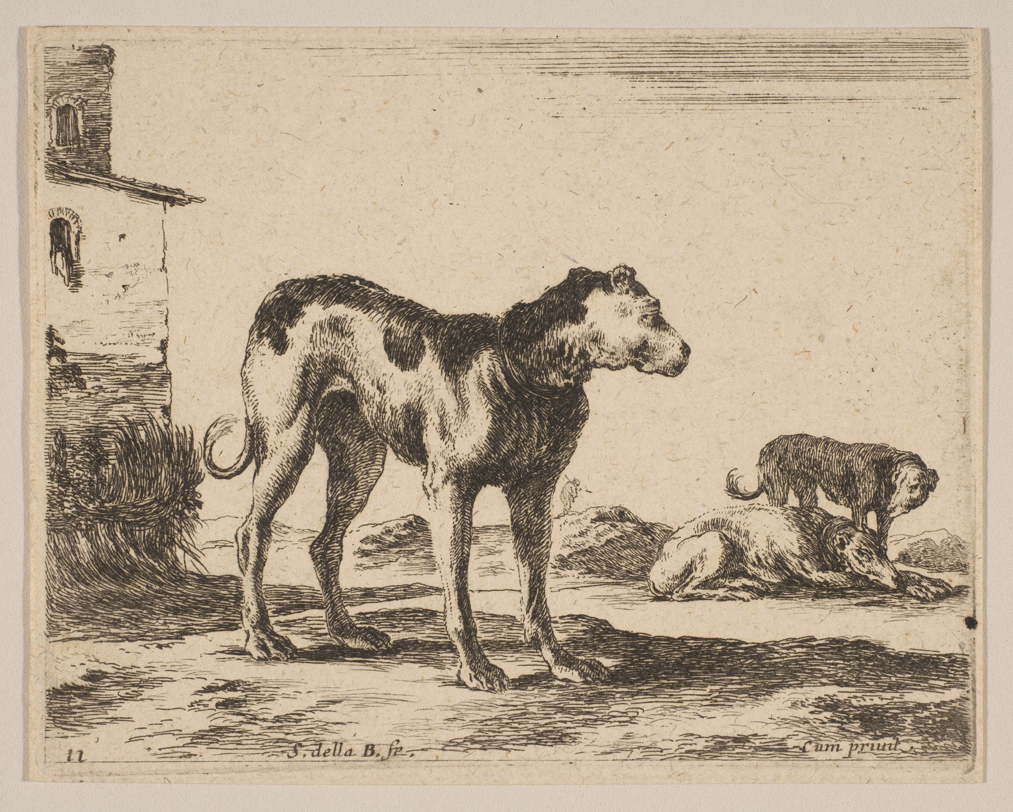 Plate 11: Dogs, from "Various animals" (Diversi animali)