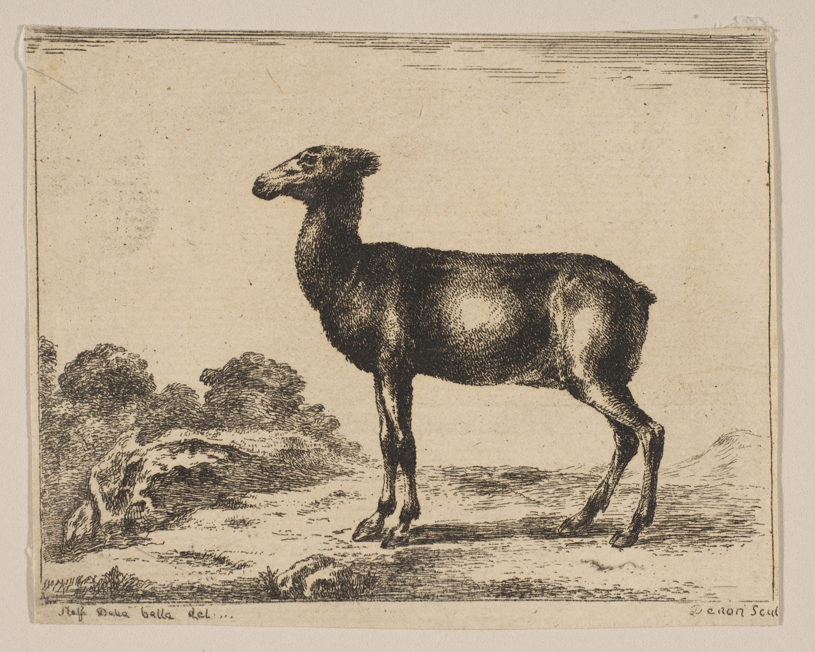 Anonymous, 17th century | Plate 15: doe, from 'Various animals' (Diversi  animali) | The Metropolitan Museum of Art