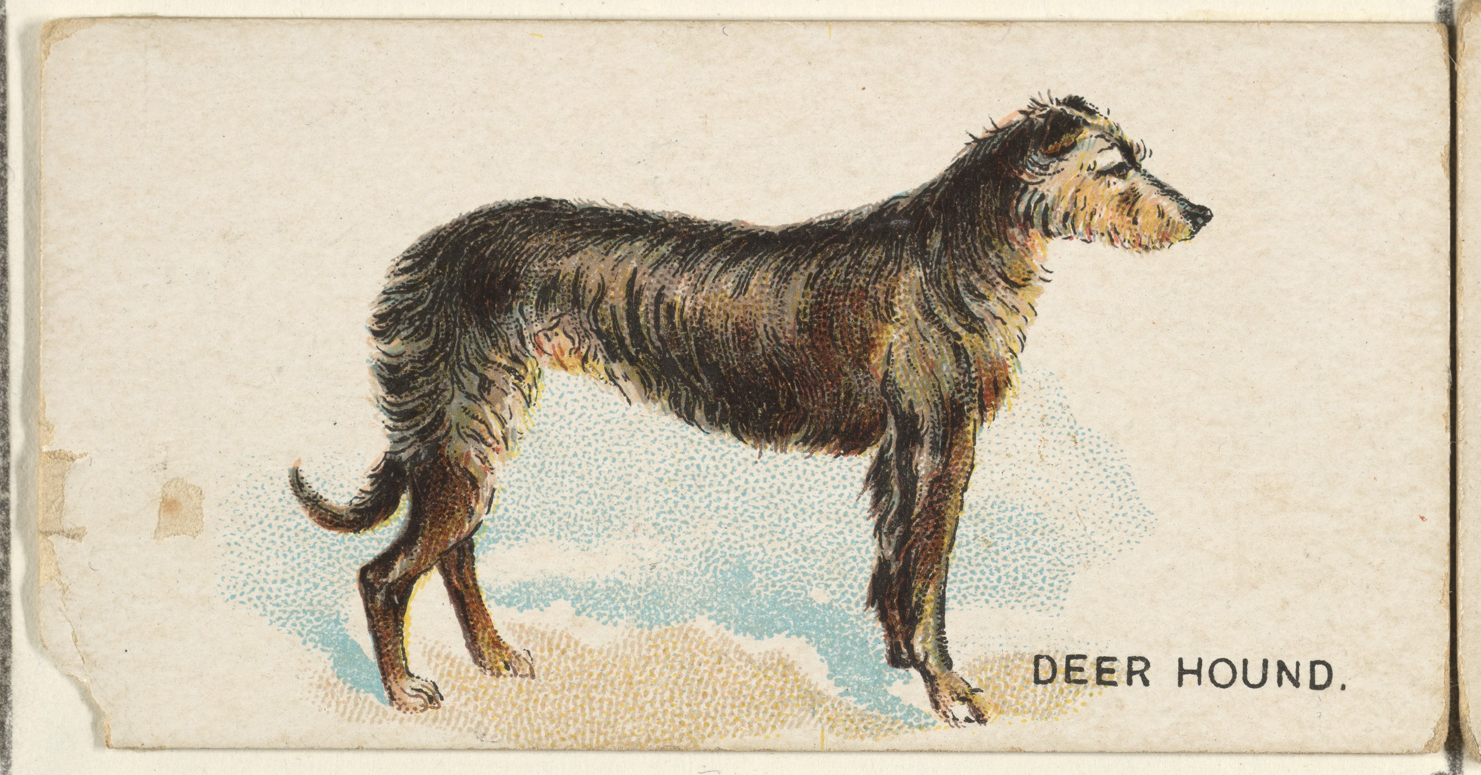 issued-by-goodwin-company-deer-hound-from-the-dogs-of-the-world