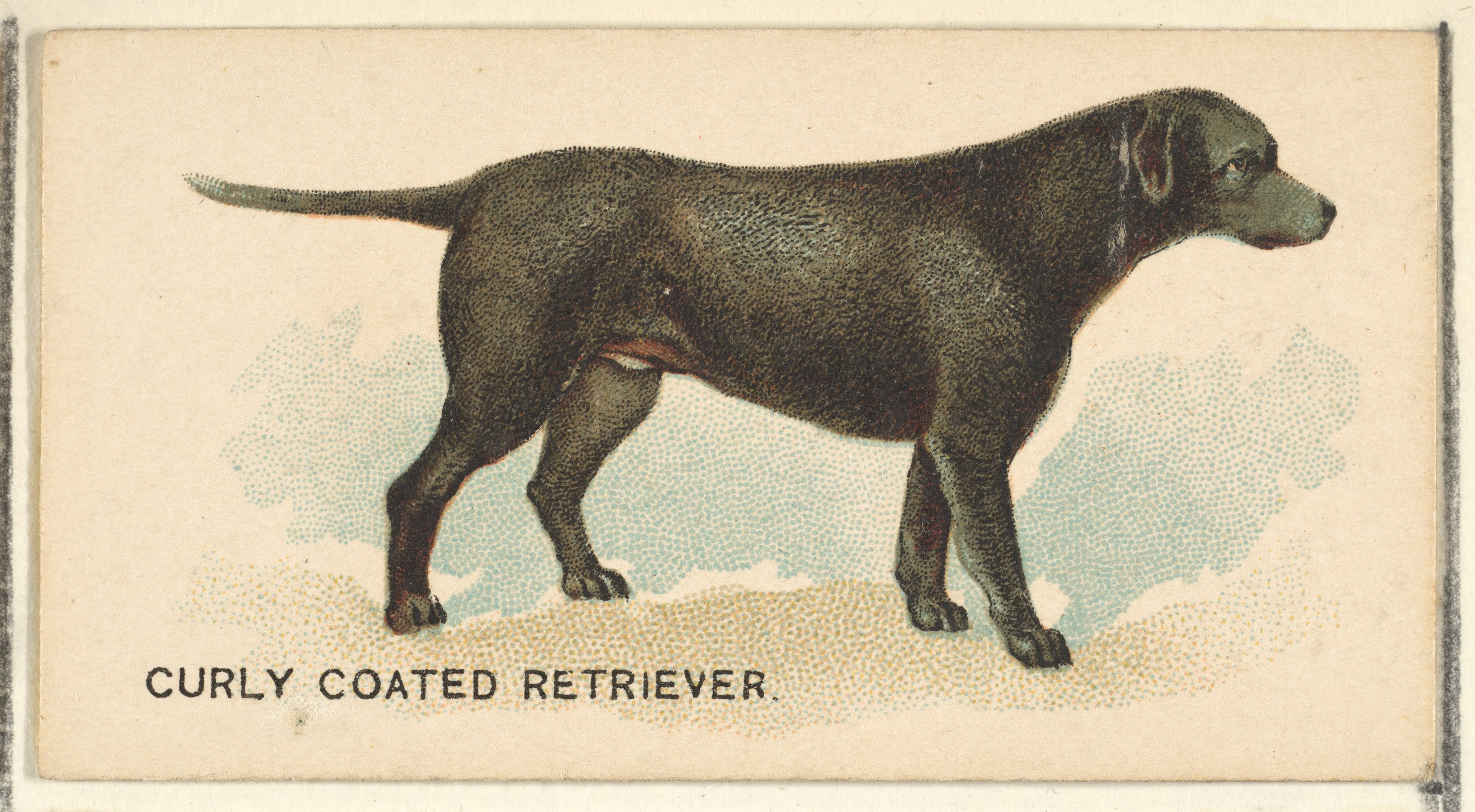 issued-by-goodwin-company-curly-coated-retriever-from-the-dogs-of