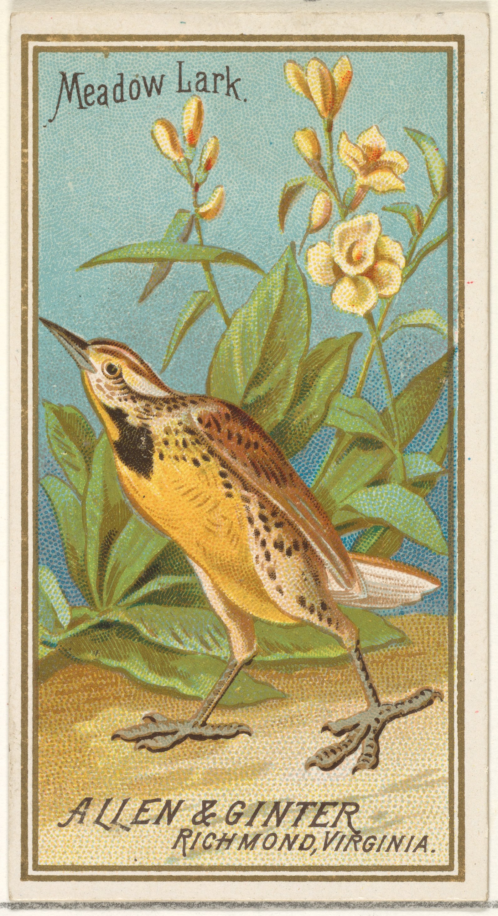 Issued by Allen & Ginter | Meadow Lark, from the Birds of America ...