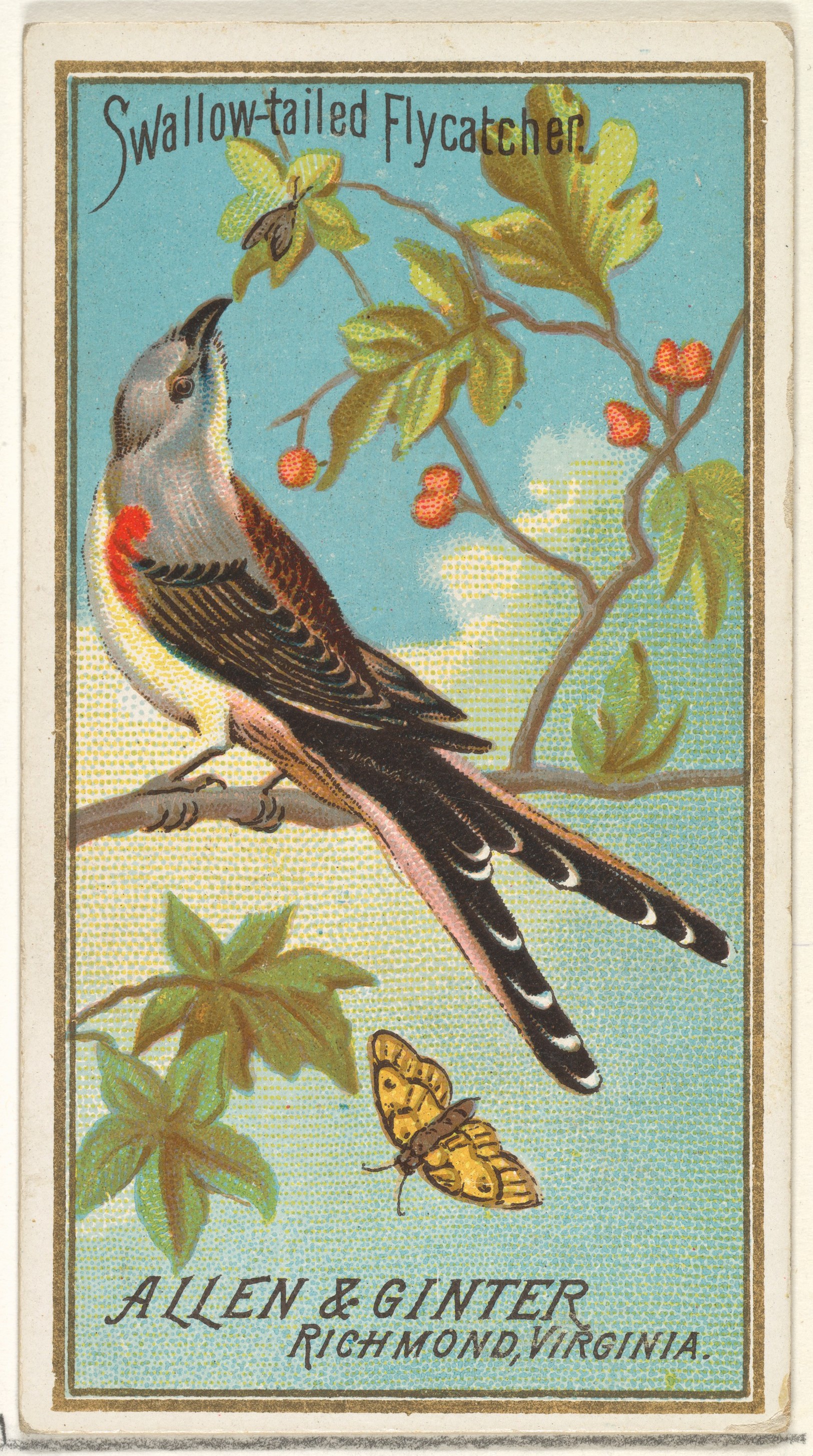 Issued by Allen & Ginter | Swallow-tailed Flycatcher, from the Birds of ...