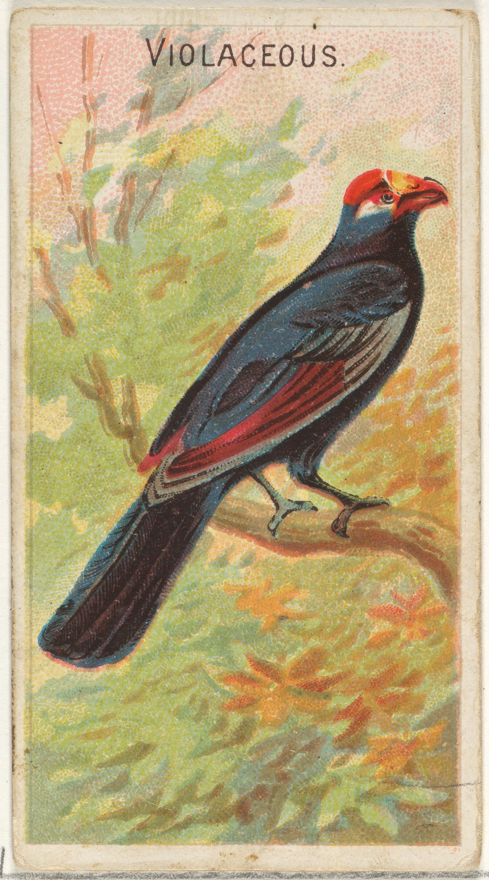 issued-by-allen-ginter-violaceous-from-the-birds-of-the-tropics