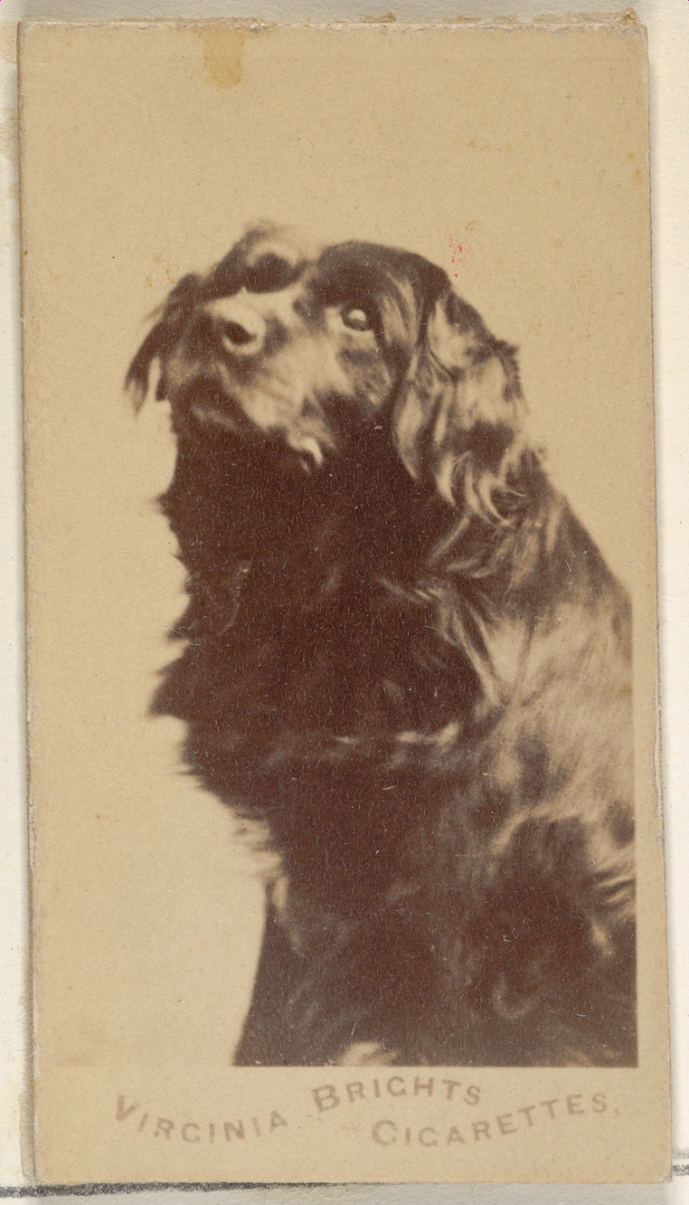 Allen & Ginter, From the Dogs series (N47) for Virginia Brights Cigarettes