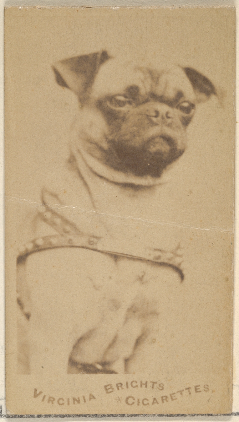 Issued by Allen & Ginter | Pug, from the Dogs series (N47) for Virginia ...