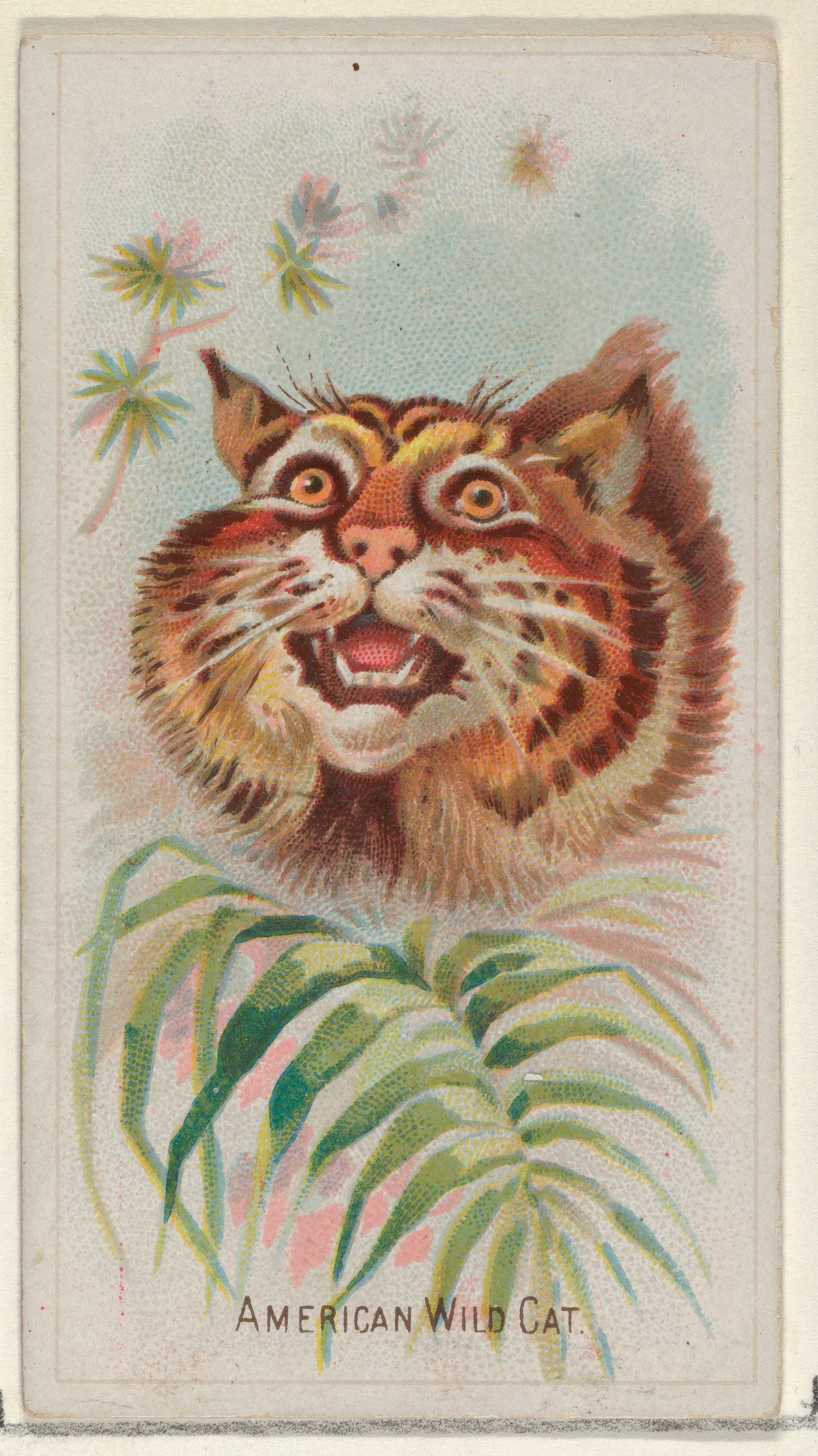 Allen & Ginter | American Wild Cat, from the Wild Animals of the World  series (N25) for Allen & Ginter Cigarettes | The Metropolitan Museum of Art