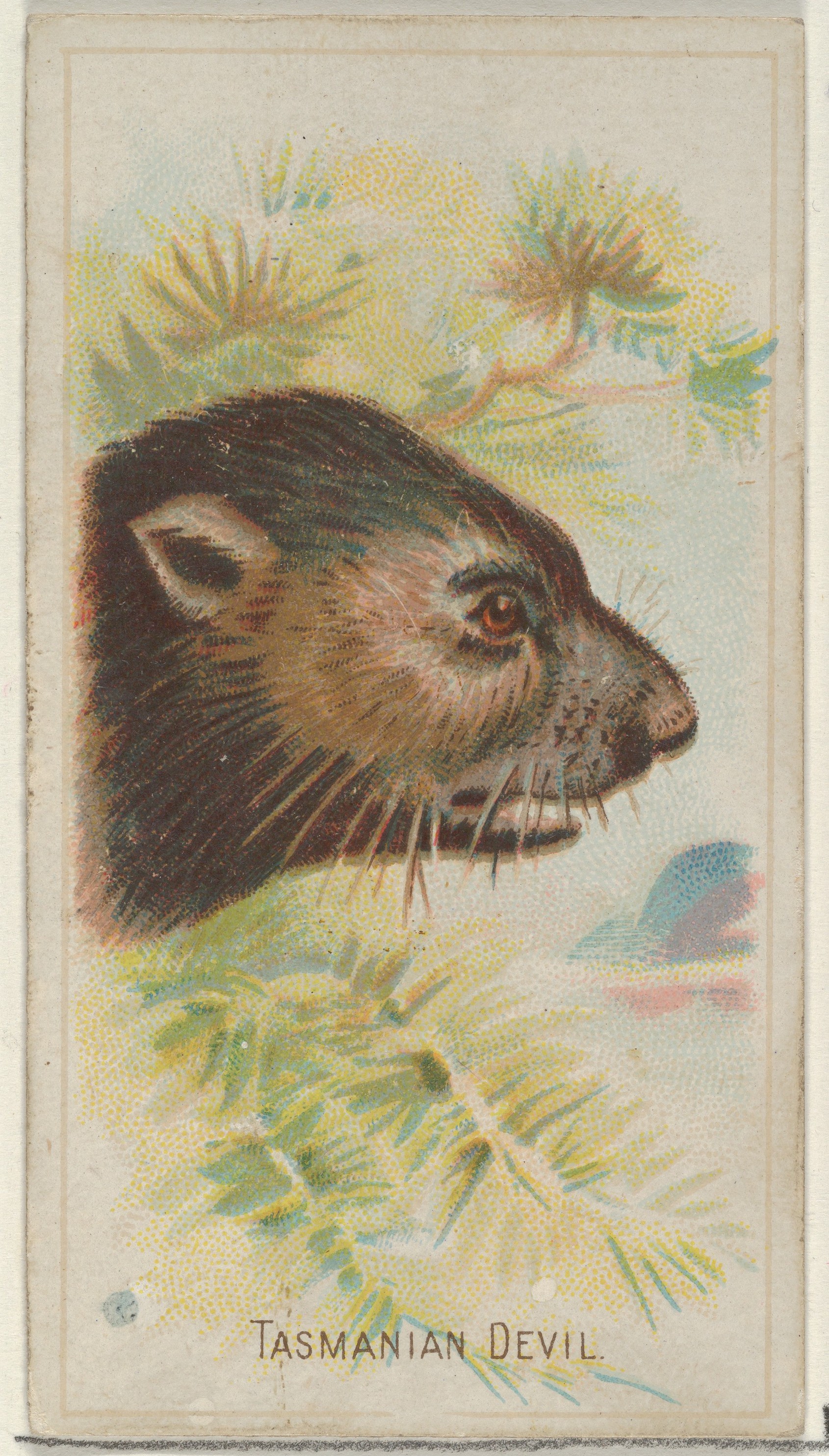 Allen & Ginter | Tasmanian Devil, from the Wild Animals of the World series  (N25) for Allen & Ginter Cigarettes | The Metropolitan Museum of Art