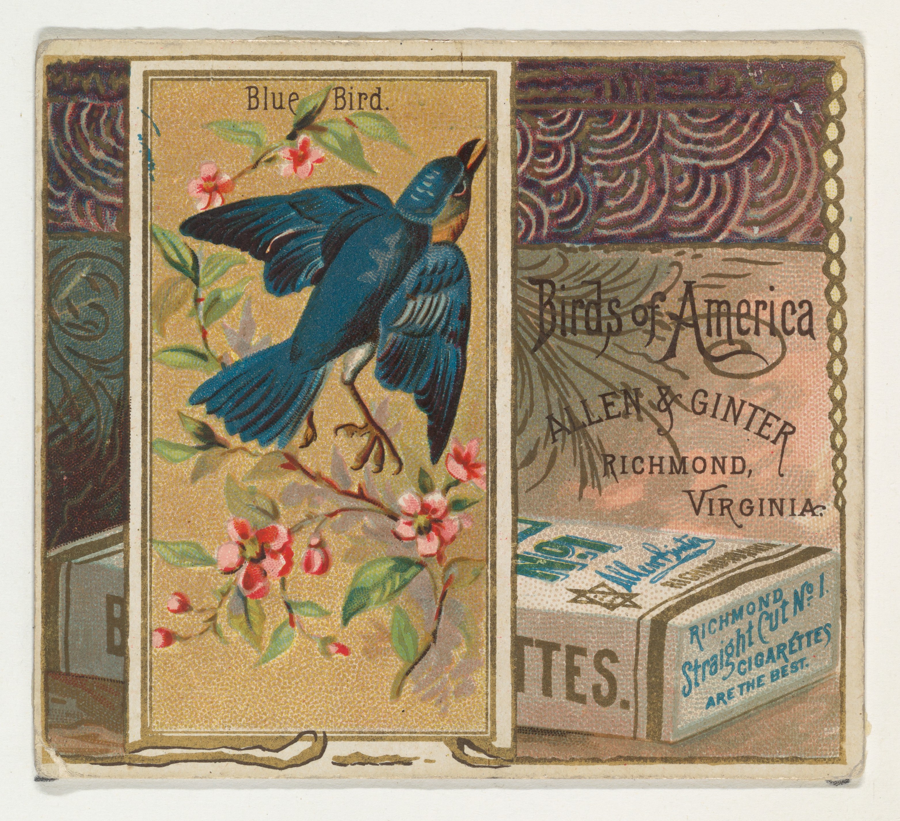 Issued By Allen & Ginter 