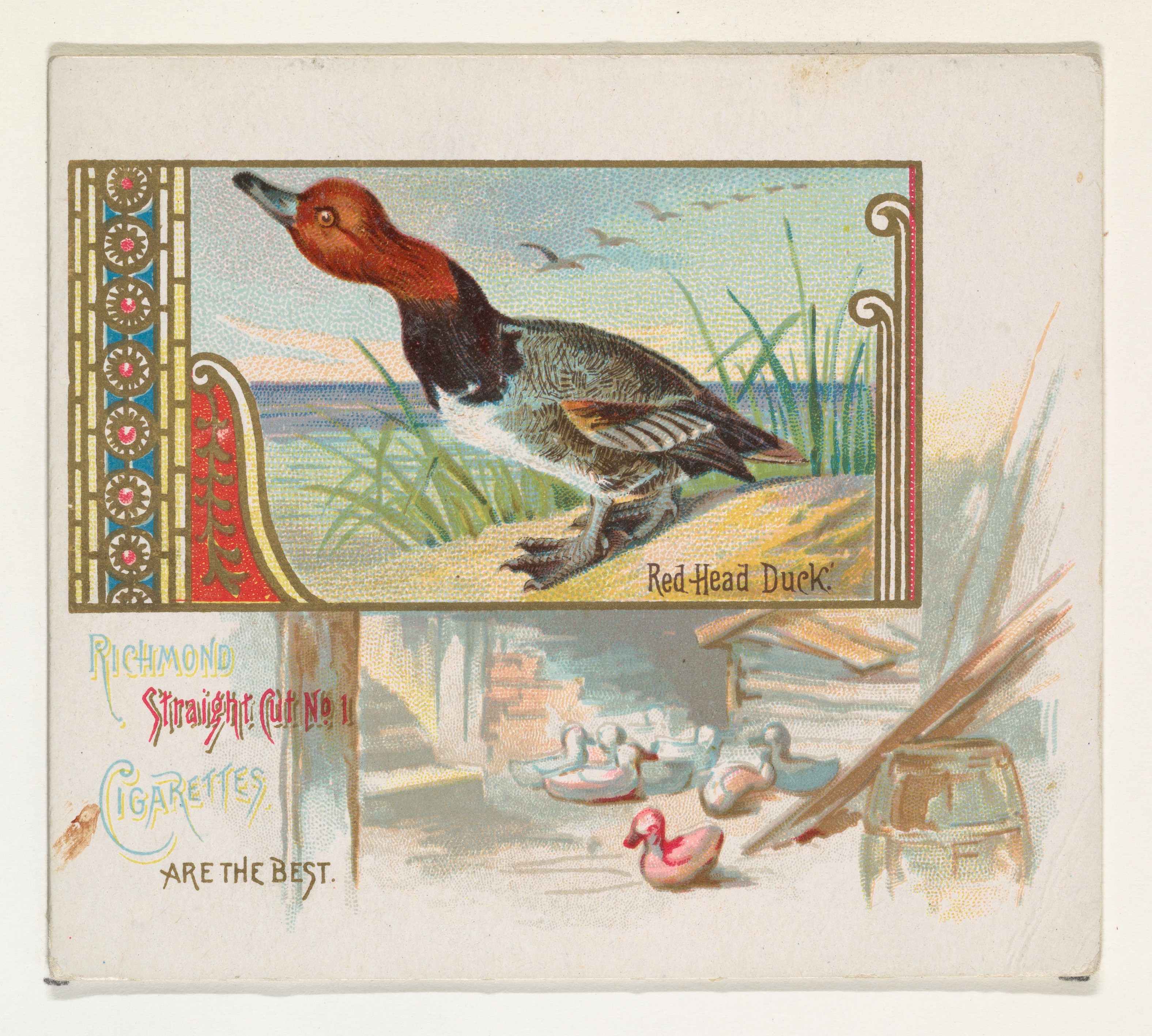 Issued by Allen & Ginter | Red Head Duck, from the Game Birds series (N40)  for Allen & Ginter Cigarettes | The Metropolitan Museum of Art