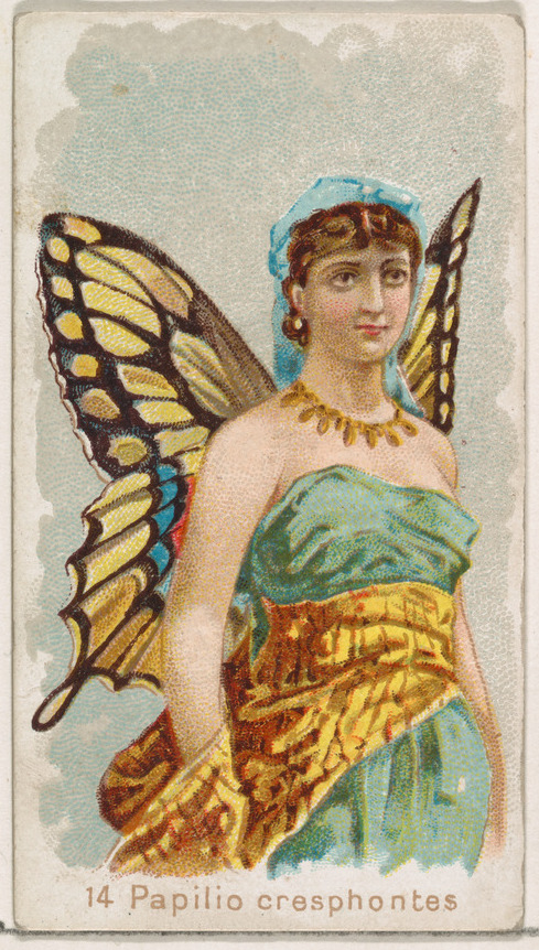 Card 14, Papilio Cresphontes, from the Butterflies series (N183) issued by Wm. S. Kimball & Co.